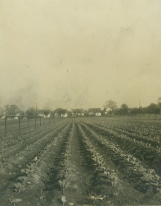 Crop Rows