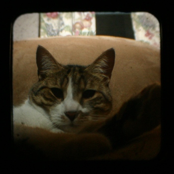 TTV Sam